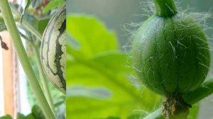 Как вырастить арбуз дома