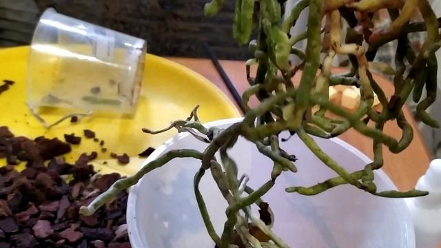 Пересадка орхидеи. Как пересадить орхидею. Орхидея Клеопатра ПЕЛОРИК. смотреть онлайн