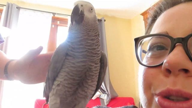 ????СУМАСШЕДШЕЕ УТРО/НЕ УСПЕЛА/В ХАРТФОРДЕ/ПОПУГАЙЧИК ОПЯТ С НАМИ/КУРИНЫЙ БУЛЬОН/ШТАТ КОННЕКТИКУТ