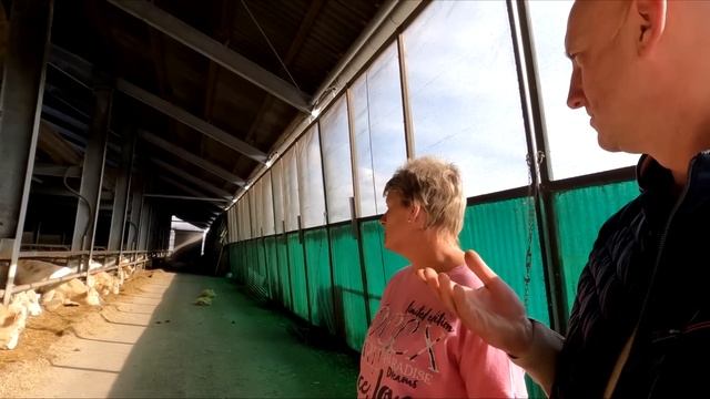 2я серия В гостях у фермера, Быки Шароле, Симментал, Лимузин. смотреть онлайн