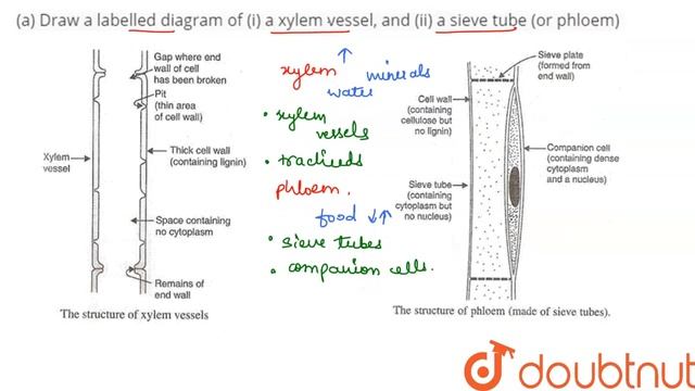 (a) Draw a labelled diagram of (i) a xylem vessel, and (ii) a sieve tube (or phloem) смотреть онлайн