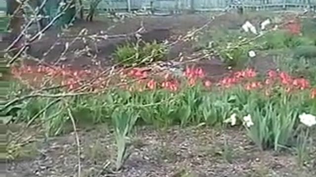 Тюльпаны и пионы смотреть онлайн