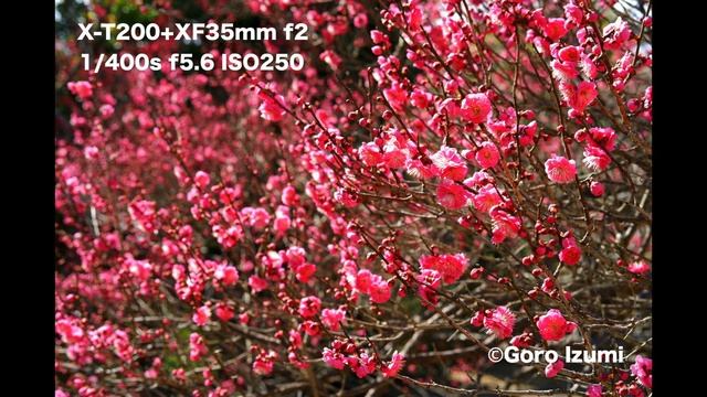 写真家　泉　悟朗 フィルムシミュレーション　FUJIFILM X-T200「まだまだ現役　X-T200 」 смотреть онлайн