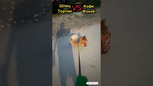 Шпиц Тортик несёт покупку домой☕️ Spitz Tortik brings the purchase home#животные#собака#шпиц смотреть онлайн