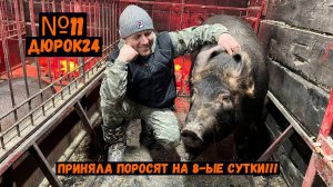 Nº11 АГРЕССИВНАЯ СВИНОМАТКА ВСЁ-ТАКИ ПРИНЯЛА ПОРОСЯТ!!!
