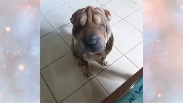 Sharpei vs peine 😂 смотреть онлайн