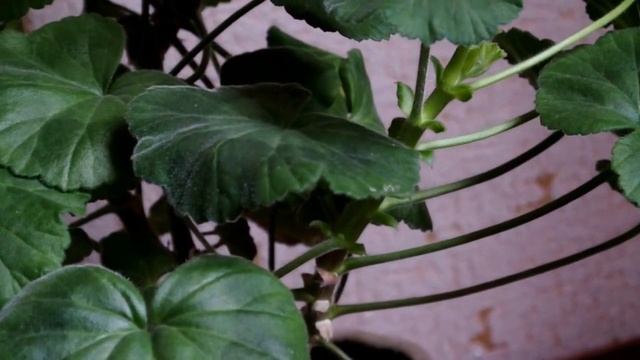 ПЕЛАРГОНИЯ Уход и размножение пеларгонии PELARGONIUM смотреть онлайн