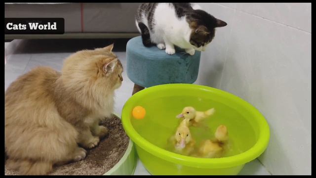 Cat's Are enjoying😂 and Playing Football with Ducklings 🦆are also enjoy this moment| #cat | #animal смотреть онлайн