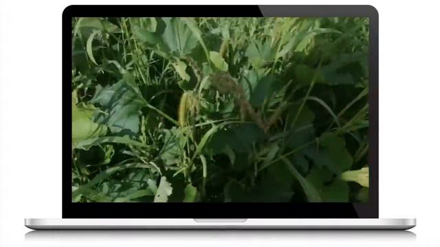 Видео к статье: "Мне сказали, что так тыква не растёт ..." смотреть онлайн