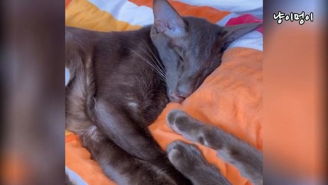 Sweet Oriental Shorthair Cat Carla Meow : Ориентальная Кошка