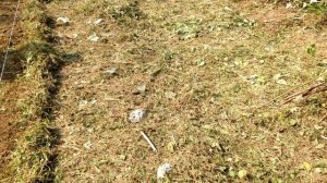 ?#1 Высаживаю рассаду редьки. Выращивание дайкона и редьки рассадой.