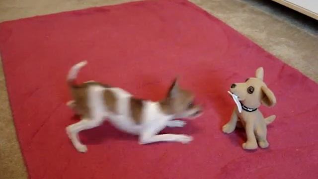 Pet Chihuahua vs. Taco Bell Chihuahua смотреть онлайн