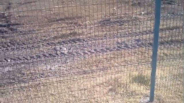 Парк победы в с. Акша. Зачем спилили тополя смотреть онлайн