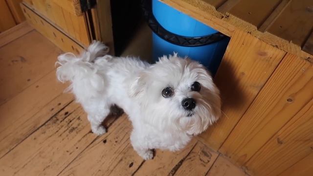 24 ЧАСА ТАЙНЫЕ ПРЯТКИ ОТ ЗВЕРОМАМЫ! КЕВА И БИЛ ПРЕСЛЕДУЮТ ЛЕРУ