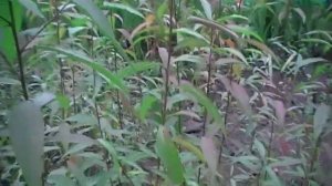 Выращиваем персик из косточки.  Описание от А до Я. Сад и огород выпуск 193