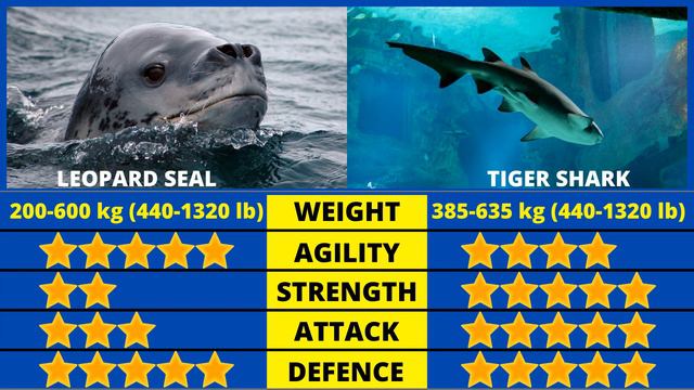LEOPARD SEAL vs TIGER SHARK: Who Would Win? смотреть онлайн