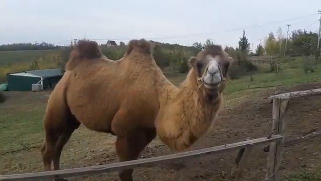 Большая любовь к животному миру. смотреть онлайн