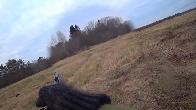 Охота #250 с гончими, работа собак смотреть онлайн