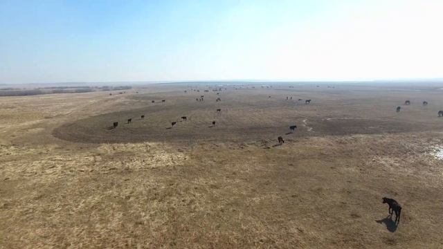 Когда в Сибири весной начинают выгонять скотину на пастбище смотреть онлайн