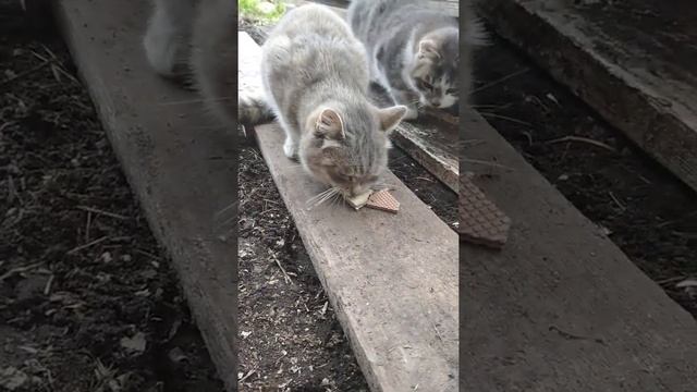 Как проверить качественные ли вафли?