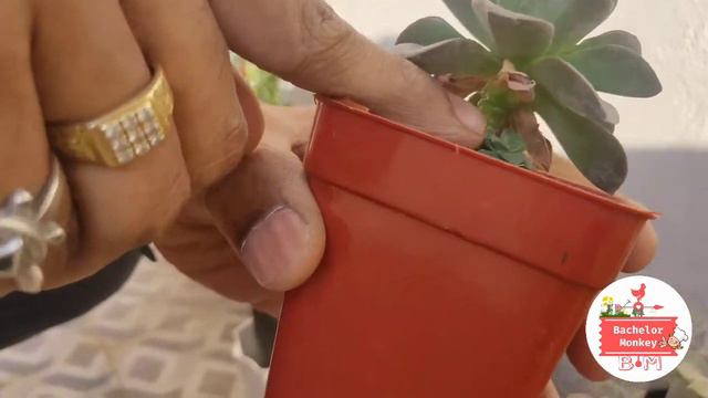 My Plant Collection With Names And Easy To Grow Tips.