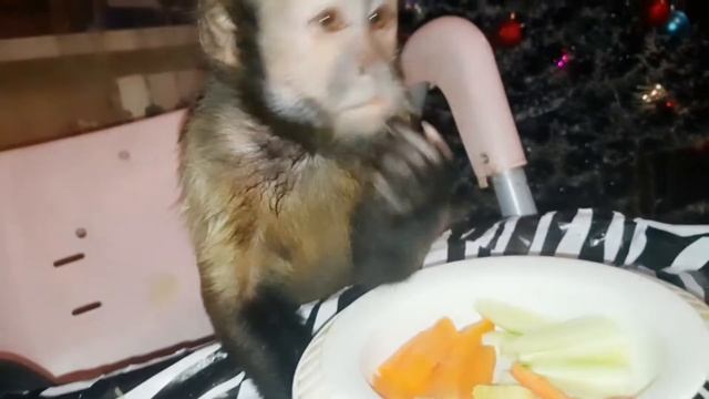 Кушать подано! Обед домашней обезьянки. смотреть онлайн
