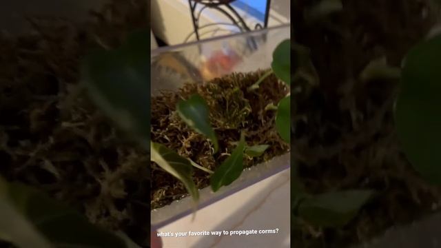 baby alocasia garden смотреть онлайн