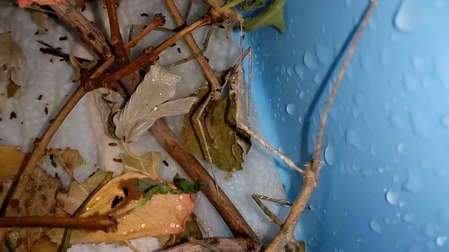 Анамские палочники смотреть онлайн