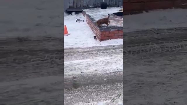 кошки мышки ребятам на фронт я там уже был и знаю каково это 2202 2003 4591 2586 сбер смотреть онлайн