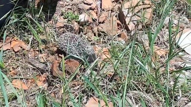 Ежик на пасеке смотреть онлайн