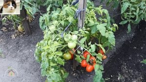 Урожайный сорт томатов в открытом грунте Санька описание и отзыв