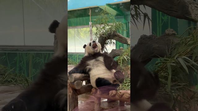 Daily #Life of Giant #Panda #Yayi #Guangzhou #Zoo смотреть онлайн