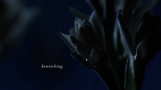 Splendida Tubereuse Mystique смотреть онлайн