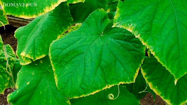 ОГУРЦЫ ЖЕЛТЕЮТ 9 ПРИЧИН - ЧТО ДЕЛАТЬ?