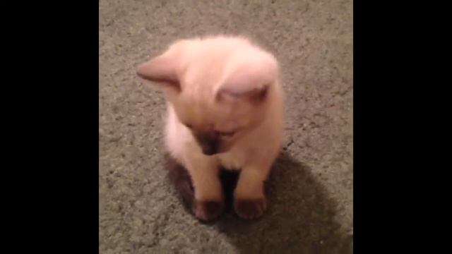 ОЧЕНЬ МИЛЫЙ КОТЕНОК - 1 МЕСЯЦ смотреть онлайн