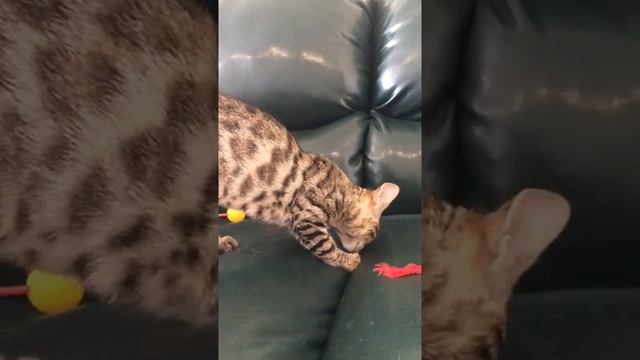 Чаузи ф2 мурлычет Chausie камышовый кот