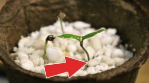 Теперь проращивать семена буду только в этом всходят мгновенно!!! Как посадить томаты в агроперлит?