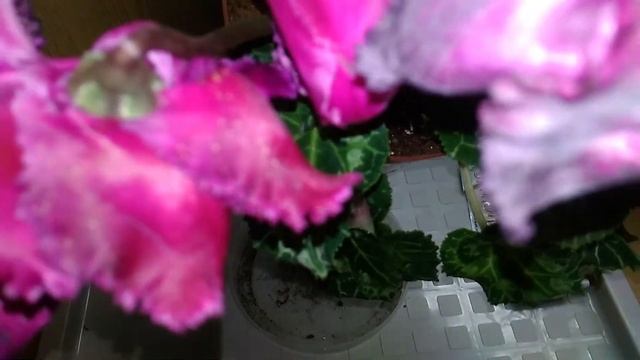 Продолжаю наблюдение за НОВИЧКАМИ - ЦИКЛАМЕНАМИ. Что за безобразие я обнаружила на листиках? смотреть онлайн