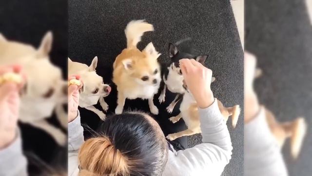 Funny Videos with ❤️Chihuahua🐶 | Cute Dogs Compilation | 10 minutes of laugh смотреть онлайн