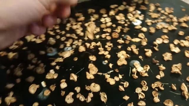 How the dry Fairy Ring Champignon (Marasmius oreades) смотреть онлайн