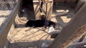 Контактный зоопарк в Иркутске. Часть 1