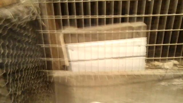 Беременная крольчиха) смотреть онлайн