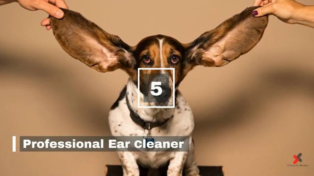 Top 10 Weirdest Jobs In The World смотреть онлайн