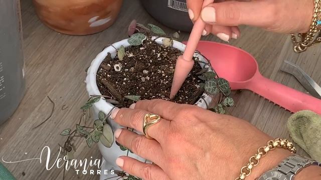 ??? Trasplantando Ceropegia Woodii, Cuidados y Tips смотреть онлайн