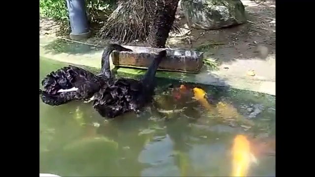 Удивительно, как братья наши меньшие помогают друг другу смотреть онлайн