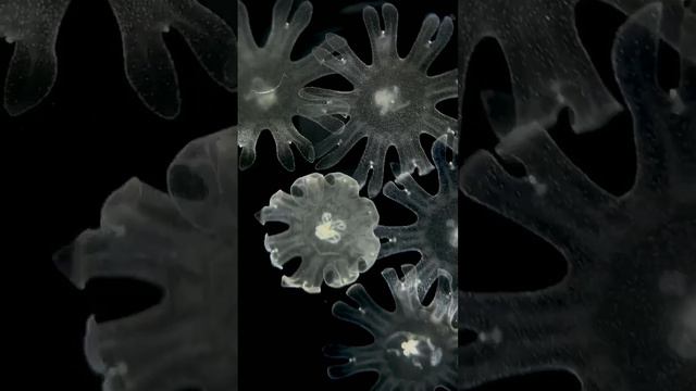 Снежинки Стомолофуса диаметром 3 мм смотреть онлайн