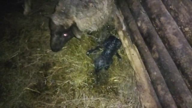 Окоты/роды барашки. Бегом в сарай... смотреть онлайн
