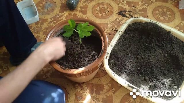 Пересадка инжира в большой горшок смотреть онлайн