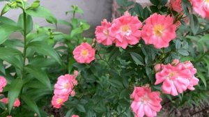 Роза Ферди ( Rose Ferdy Suzuki )  Япония 1984 г.