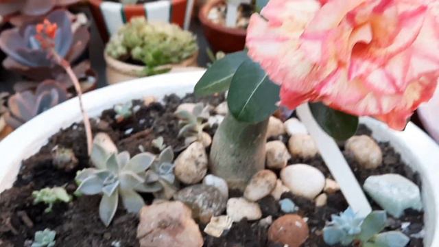 SUCULENTA desejada dos colecionadores! meus cuidados aqui no jardim смотреть онлайн
